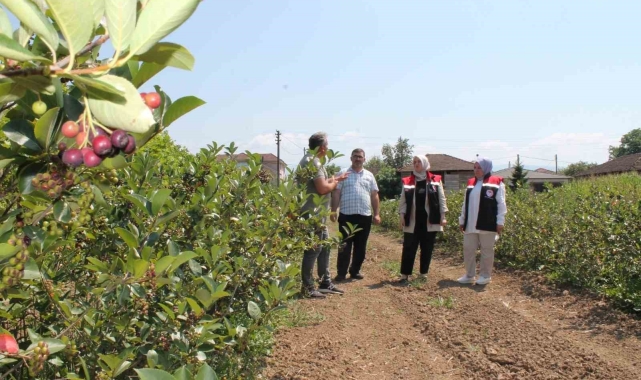 Düzce'de üretimi her geçen yıl artıyor