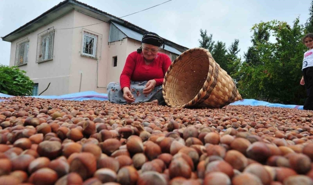 Düzce'de yılın ilk yarısında 6 bin 40 ton fındık ihraç edildi