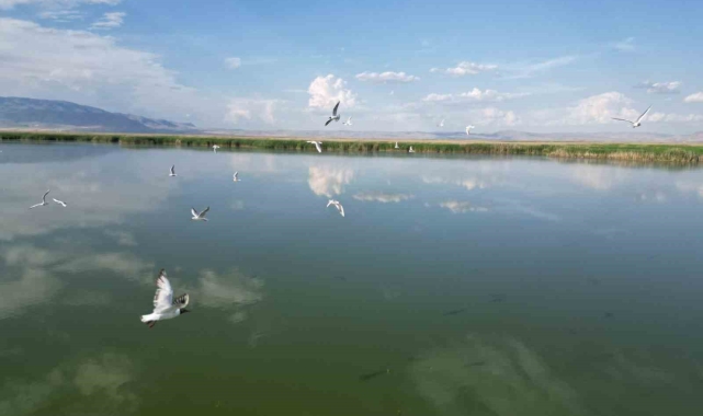 Eber Gölü'nde su seviyesinin azalması kuş türlerini olumsuz etkiledi