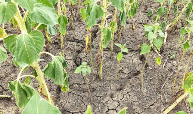 Edirne'de kuraklık etkisini gün geçtikçe arttırıyor