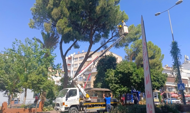 Efeler Belediyesi'nden yaşlı ve çürümüş ağaçlara müdahale