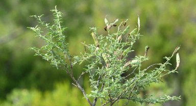 Egeli bilim adamı Prof. Dr. Yıldırım, 'İzmirborçağı'nı literatüre kazandırdı
