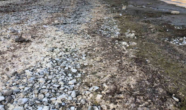 Eğirdir Gölü'nde suların çekilmesiyle su salyangozları kıyıya vurdu