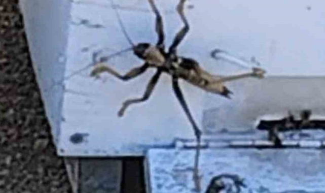 Elazığ'da et yiyen dev çekirge görüldü