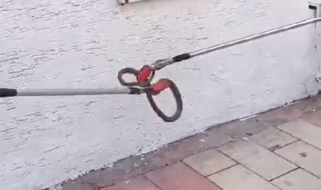 Elazığ'da kaldırımda yılan paniği