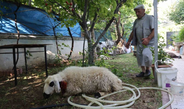 Elazığ'da sokak köpekleri dehşeti: Koyun ve tavukları telef ettiler, 3 koyunu yaraladılar