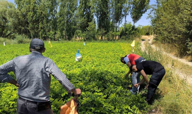 Emet'te üreticiler patates zararlıları ve gübreleme konularında bilgilendirildi