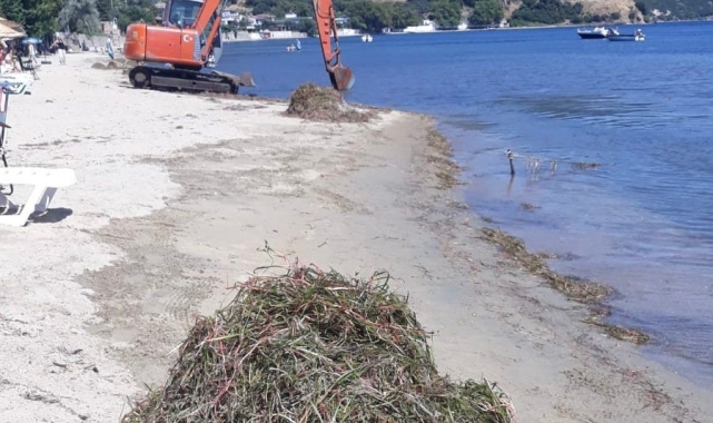 Erdek'te deniz çayırı katliamı