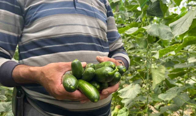 Eskişehir&#039;de salatalık ve kabak fiyatları üreticiyi tatmin edecek seviyeye ulaştı