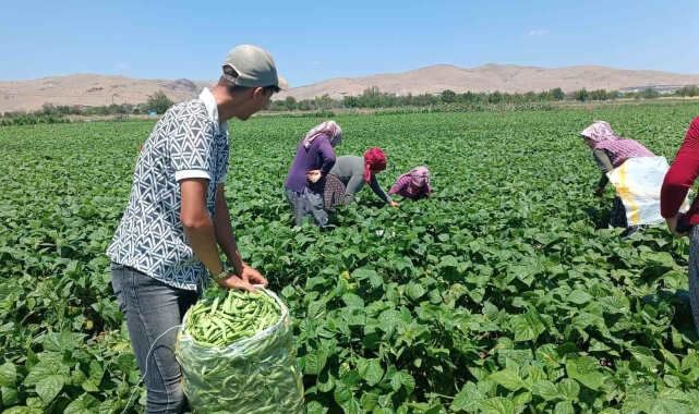 Fasulyenin satış fiyatının bir anda düşmesi üreticileri üzdü