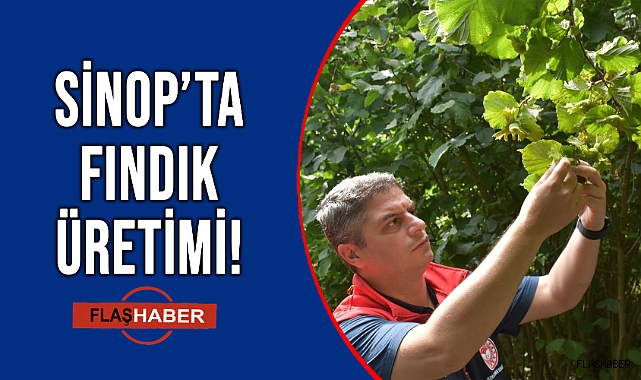 FINDIK REKOLTELERİ TAMAMALANDI!