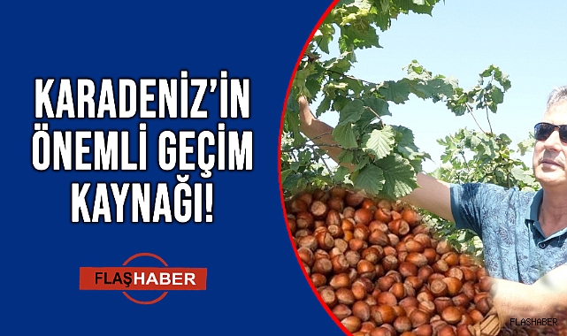 FINDIKTA FİYAT BELİRSİZLİĞİ SÜRÜYOR
