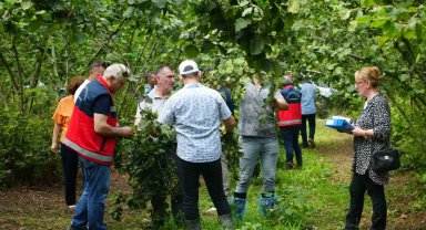 Fındıkta rekolte belirleme çalışması: Bahçelerde çotanak sayımı