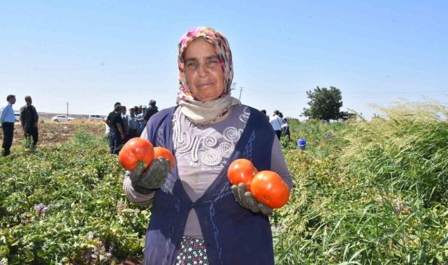 Gaziantep'te kadınların domates hasadı başladı