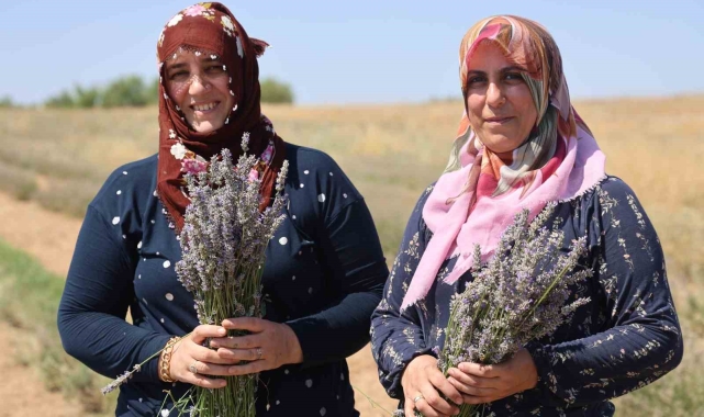 Gelin-görümce sırt sırta verdi, lavanta bahçesi kurdu