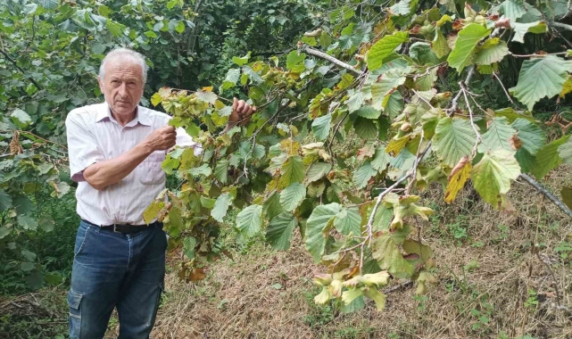 Giresun'da fındık işçisinin yevmiyesi belli oldu