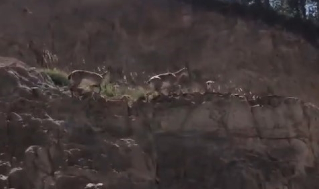 Gümüşhane'de yaban keçileri kent merkezinde görüntülendi