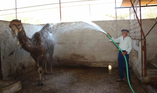 Hava sıcaklıkları develeri bile bunalttı, sahipleri serpme su ile serinletmeye başladı