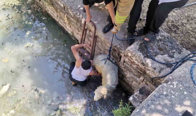 Havuza düşen koyunu itfaiye ekipleri kurtardı