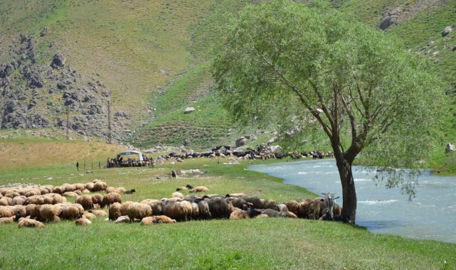 İdil'de "şap hastalığı" nedeniyle hayvan giriş çıkışı yasaklandı