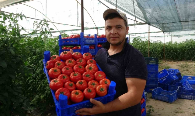 Isparta'da yayla şartlarında domates hasadı başladı