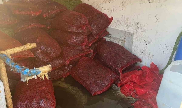 İstanbul Fatih'te 1 ton kaçak midye ele geçirildi