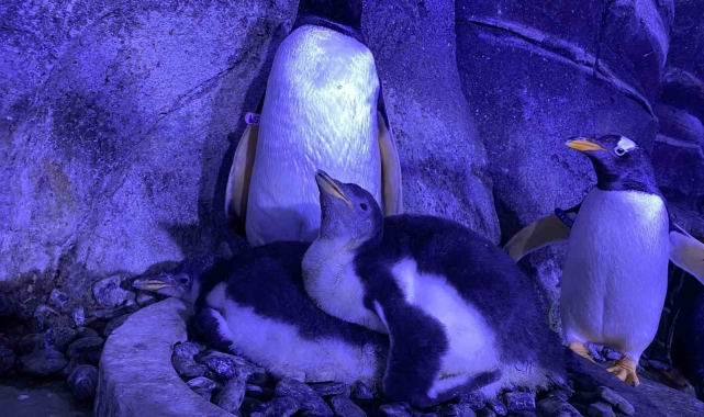 İstanbul'da 4 bebek penguen dünyaya geldi