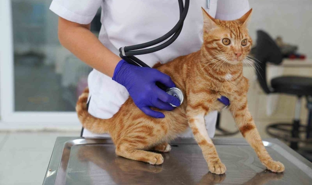 İyileşen felçli kedi yeni yuvasını bekliyor