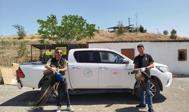 Jandarmadan tavus ve angut kuşu operasyonu