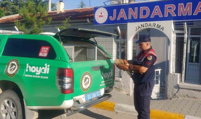 Jandarmanın bulduğu yaralı kızıl şahin koruma altına alındı