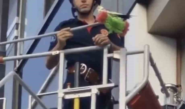 Kağıthane'de itfaiyenin fırçalı kuş kurtarma operasyonu kamerada