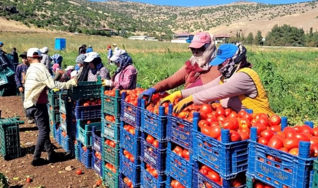 Kahramanmaraş'ta bin 700 dekar açık alanda domates üretimi yapılıyor