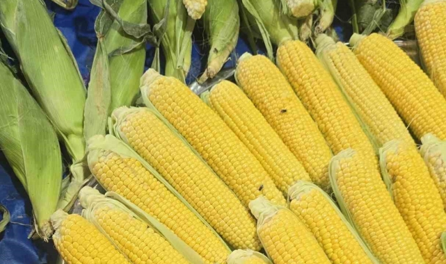 Kapalı pazarı sinekler bastı, esnaf isyan etti