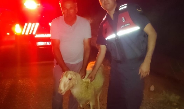 Karacasu'da kaybolan küçükbaş hayvan sahibine teslim edildi