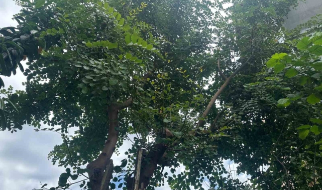 Karadeniz'de keçiboynuzu ağacı yetiştirdi, görenler şaştı kaldı