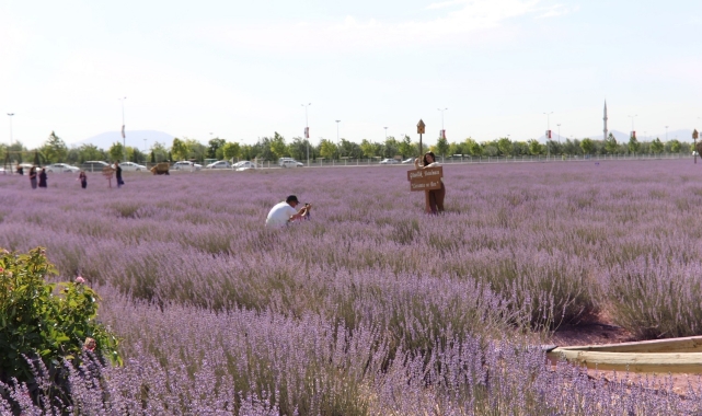 Karatay Lavanta Bahçesi görsel şölen sunuyor