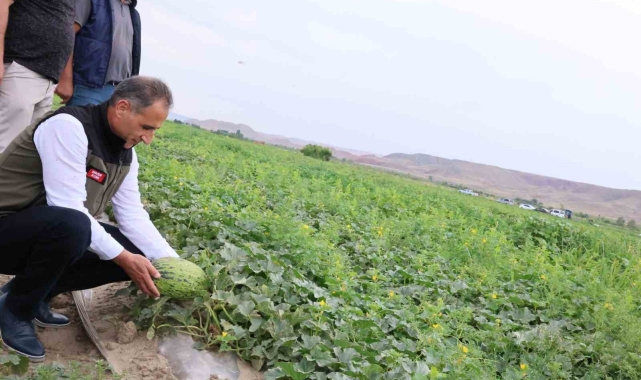 Kars'ın kavun ve karpuz ihtiyacı Digor'dan karşılanacak
