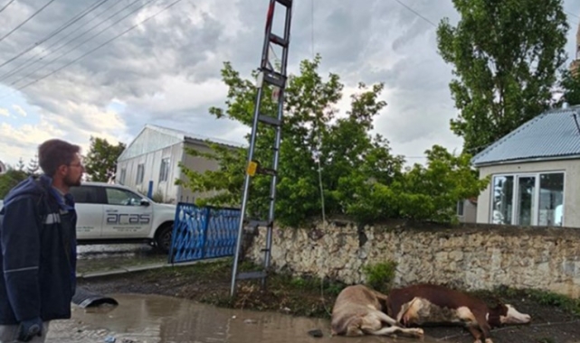Kars'ta elektrik akımına kapılan 2 büyükbaş hayvan telef oldu