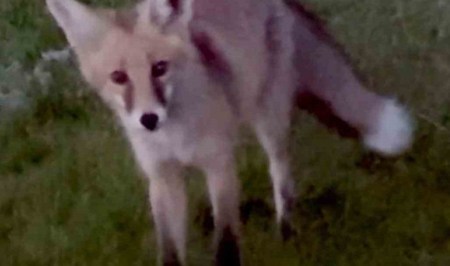 Kars'ta kuyruğuyla oynayan tilki kamerada