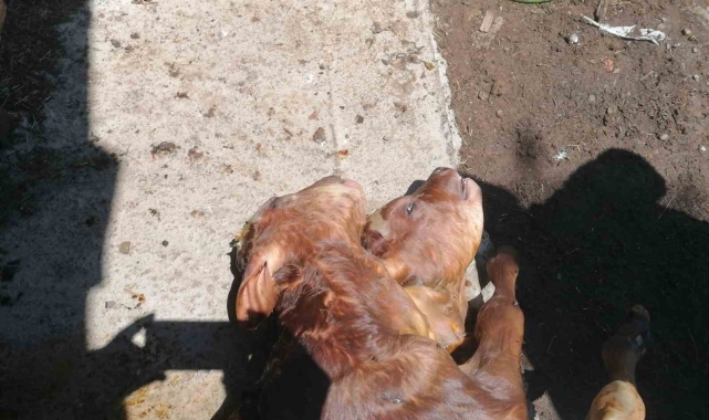 Kastamonu'da çift başlı buzağı doğdu