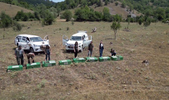 Kastamonu'da doğaya 900 keklik salındı
