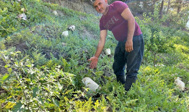 Kavurucu sıcağa karşı çözümü tarladaki karpuzları tek tek gazeteyle sarmakta buldu