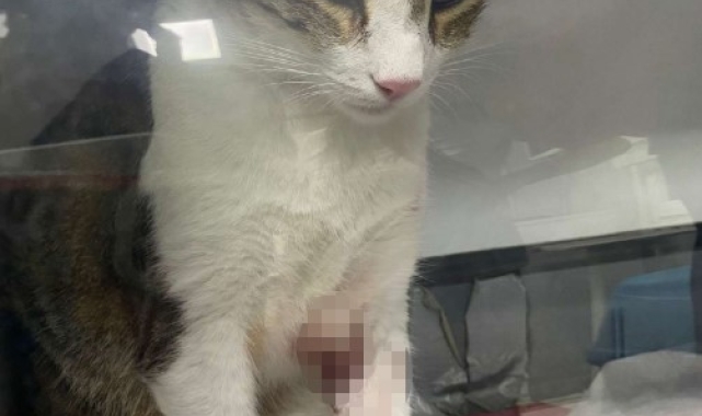 Kedi Şirine'yi tekmeleyerek 4. kattan aşağı atan akademisyen hakkında karar: 1 yıl 6 ay hapsine hükmedildi