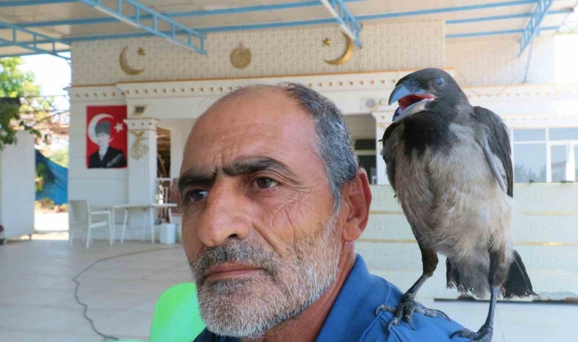 Kedilerin saldırısından kurtarılan yavru kargaya çocuğu gibi bakıyor