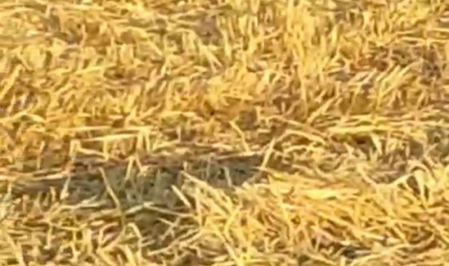 Kilis'te yılanların çiftleşme dansı kameraya yansıdı