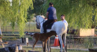 Kısır sanılan at, 10 yıl sonra ilk kez doğum yaptı