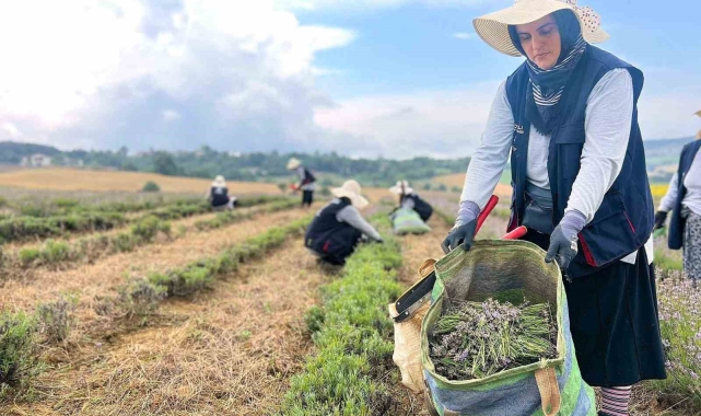 Kocaeli'de mor tarlalarda lavanta hasadı başladı