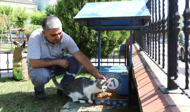 Küçükçekmece'de sokak hayvanları, yaz günlerinde koruma altında