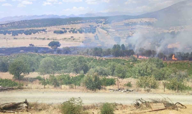 Kulp'ta üzüm bağları ve meyve ağaçları yangında zarar gördü
