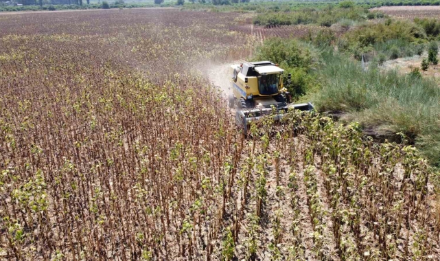 Kuraklık ayçiçeği rekoltesini yüzde 50'den fazla düşürdü